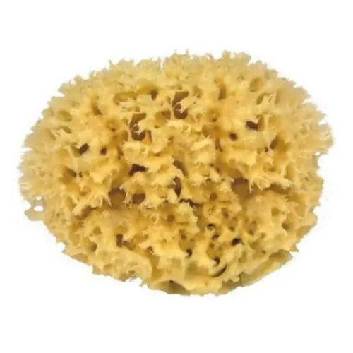Natuurlijke Zee spons
